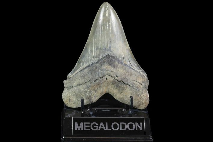 Serrated, Fossil Megalodon Tooth - South Carolina #93267